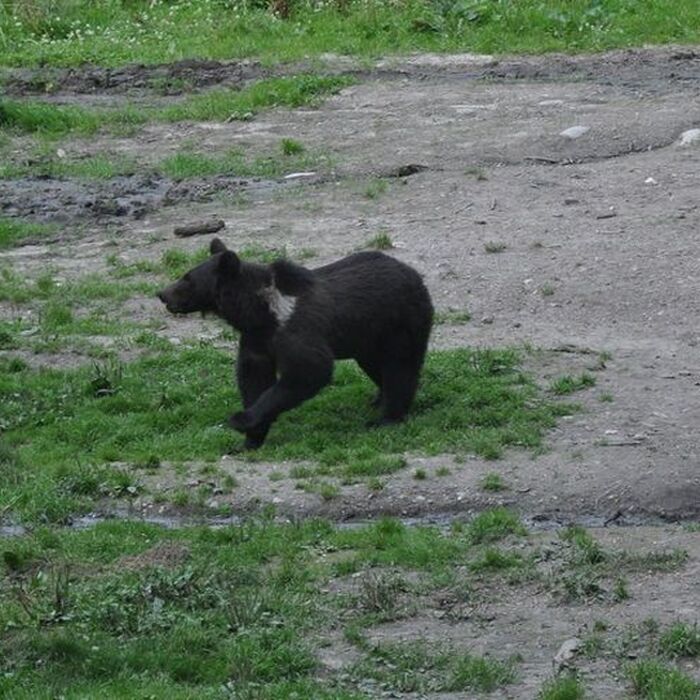 Brown Bear Watching in the Wild - Brown bears watching in the wild