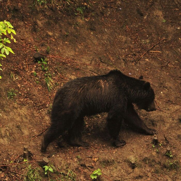 Brown Bear Watching in the Wild - Brown bears watching in the wild