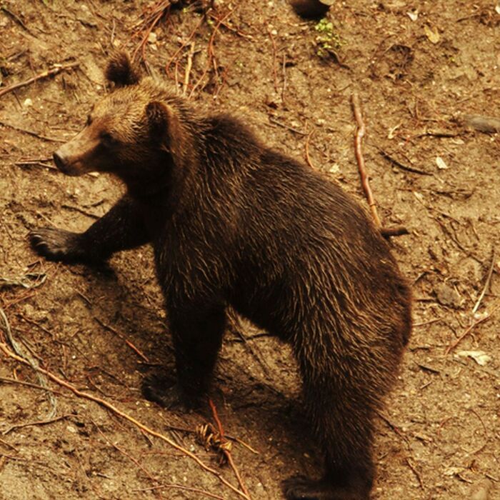 Brown Bear Watching in the Wild - Brown bears watching in the wild