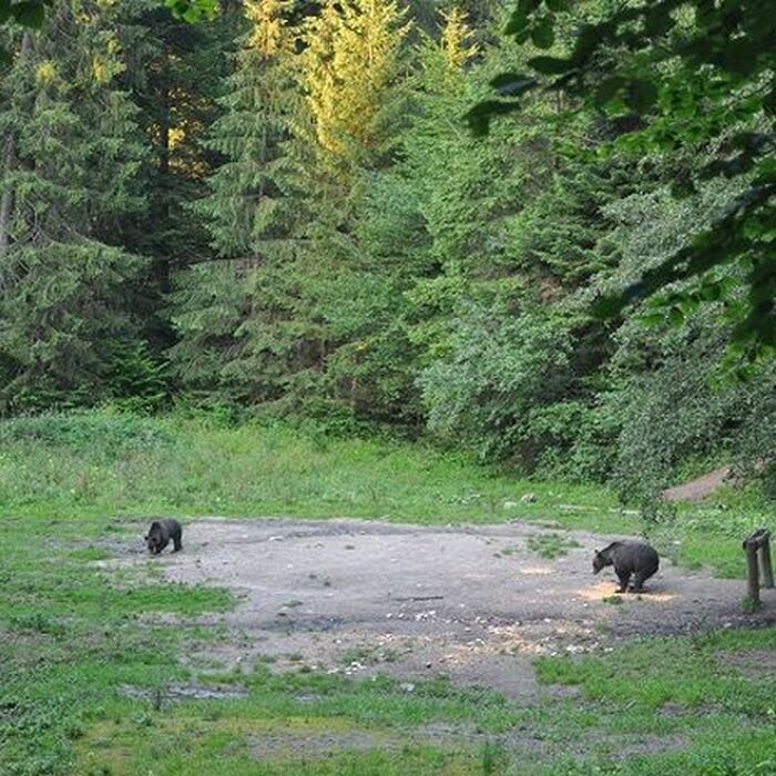 Brown Bear Watching in the Wild - Brown bears watching in the wild