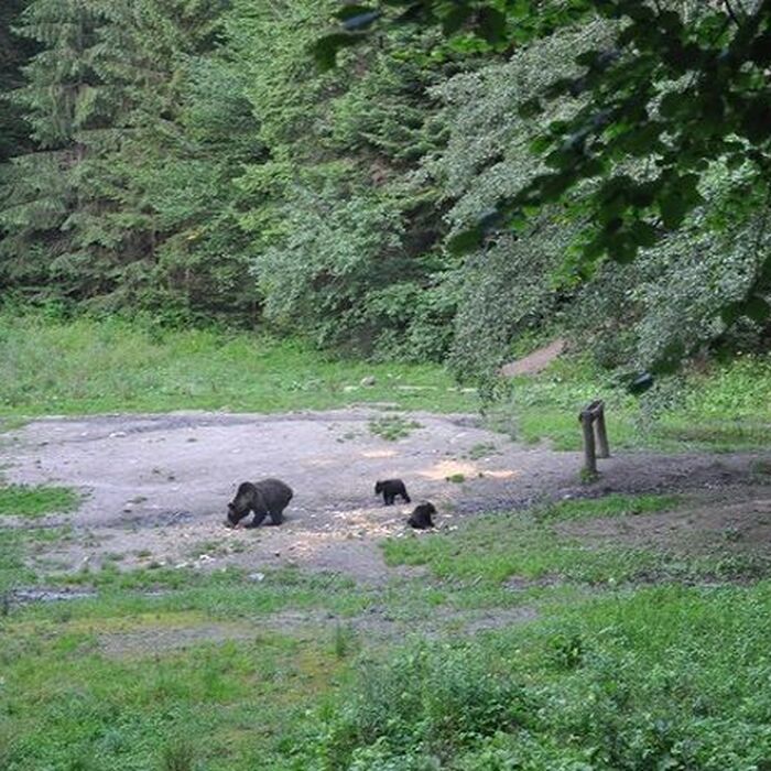 Brown Bear Watching in the Wild - Brown bears watching in the wild