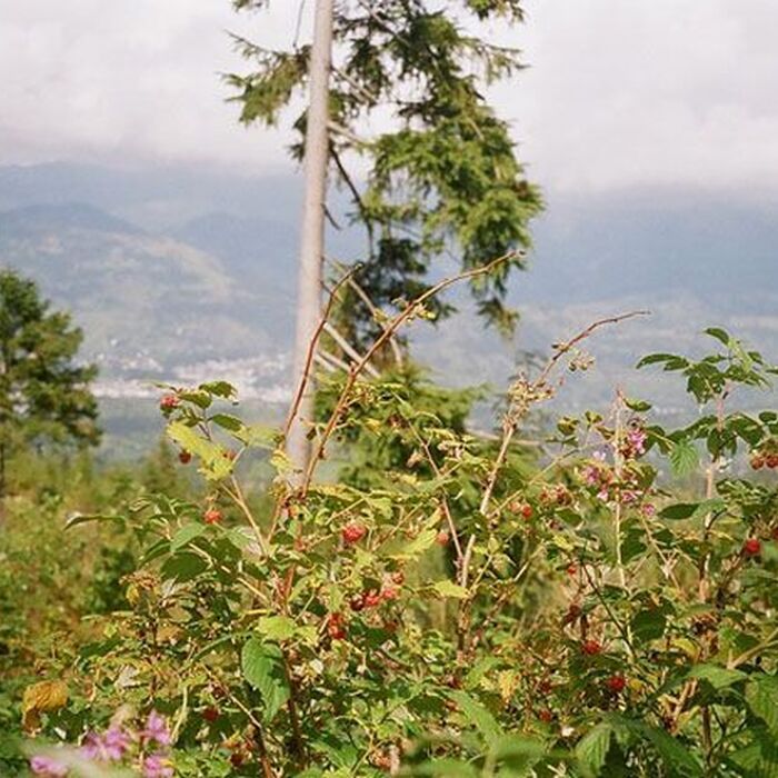 Rodnei Mountains