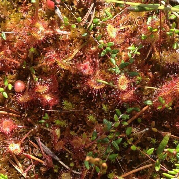 Small-Group day trip to the unique volcanic lake in Eastern Europe - carnivorous plants ‘’Drosera rotundifolia’’